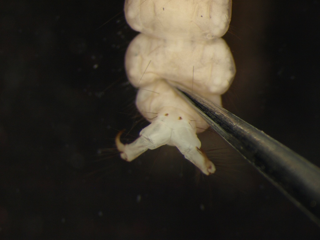 Neureclipsis bimaculata 2